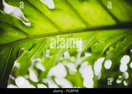 Une série d'images de plantes Philodendron Lacy cireux brillant vert fougères tropicales en Floride à l'arrière-plan flou flou pour une qualité de rêve Banque D'Images