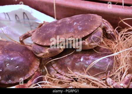 Fruits de mer : vivent les crabes (Cancer pagurus) sur l'affichage dans un poissonnier's shop Banque D'Images