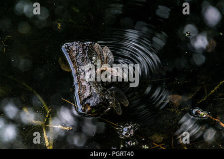 Une femelle brown hawker dragonfly (Aeshna grandis) ponte Banque D'Images