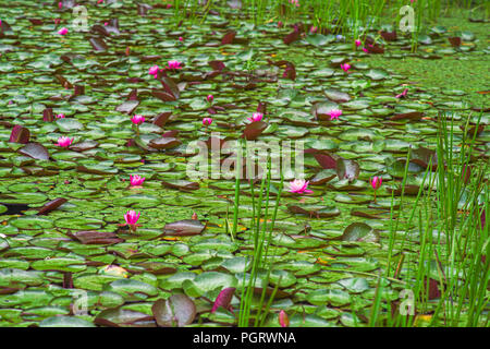 Nénuphars roses fleurissent en juin, couvrant la surface de Plum Orchard Lake, en Virginie de l'Ouest Banque D'Images