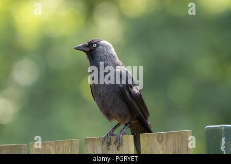 Western Jackdaw adultes de crow family sitting on wooden fence close up Banque D'Images