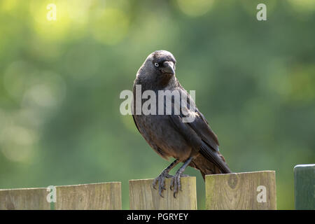 Western Jackdaw adultes de crow family sitting on wooden fence close up Banque D'Images