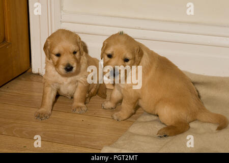 Deux chiots golden retriever légèrement incertain d'eux-mêmes dans un nouvel environnement intérieur Banque D'Images