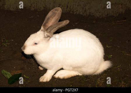 White Rabbit (Oryctolagus cuniculus) Banque D'Images