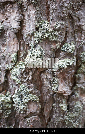 Lichen des rennes ou Moss (Cladonia rangiferina) croissant en abondance dans les régions rurales de Perthshire, Scotland, UK, FR. Banque D'Images