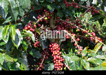 Usine de café. Les grains de café rouge sur une branche de caféier Banque D'Images