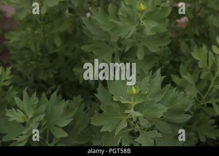 Isbn 2-07-059113-1 blanc poppy bud, une des plantes indigènes résistantes à la sécheresse, une piscine en plein air libre avec arrière-plan de feuilles identifiable-signification symbolique de la paix, le pacifisme Banque D'Images