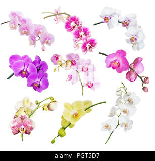 Série de belles orchidées multicolores isolé sur fond blanc Banque D'Images