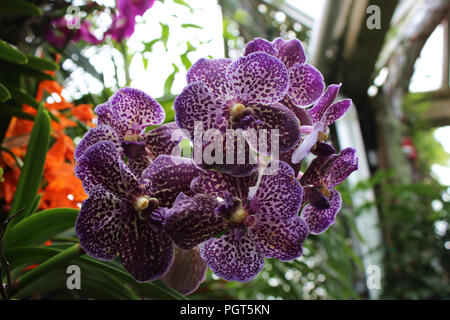 Gros plan d'une grappe de Mauve et blanc repéré orchidées Vanda en pleine floraison Banque D'Images