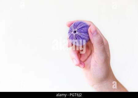 Les femmes détenant un urchin dans sa main avec fond blanc isolé. Coquille d'oursin Oursin ou. Banque D'Images