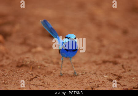 La splendide fairywren (Malurus splendens) est une espèce de passereau de la famille wren australasienne. Banque D'Images