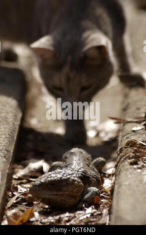 Chat Domestique Traquant Un Lezard Langue Bleue Dans L Ouest De L Australie Photo Stock Alamy