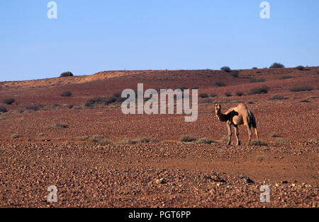 Le chameau sauvage dans l'ouest de l'Australie de l'Outback. Camelus dromedarius, l'espèce dominante de l'Australian feral chameau. Banque D'Images