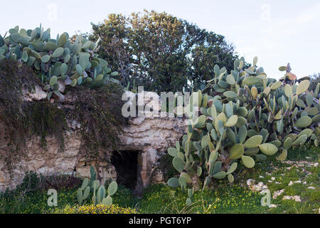 Une grotte entouré de plantes Banque D'Images