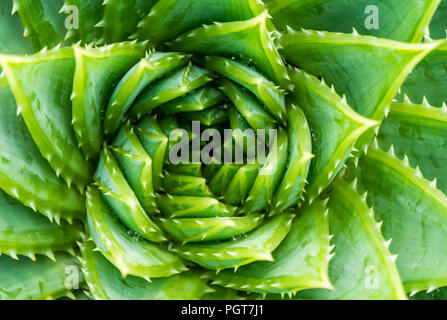 Vue de dessus de l'aloès spiralé polyphylla Aloe.wiew gros plan. Banque D'Images