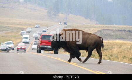 Un bison traverser la route dans le Parc National de Yellowstone provoquant un embouteillage. Banque D'Images