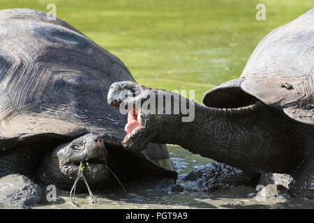 Les tortues géantes des Galápagos sauvages, Geochelone elephantopus, en litige sur l'île Santa Cruz, Galapagos. Banque D'Images