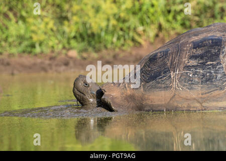 La tortue géante des Galapagos, Geochelone elephantopus, dans l'étang boueux sur l'île Santa Cruz, Galapagos. Banque D'Images