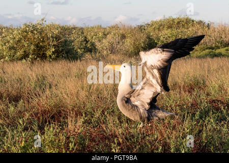 Albatros des Galapagos adultes, Phoebastria irrorata, sur Punta Suarez, l'Île Española, Galapagos, Equateur. Banque D'Images