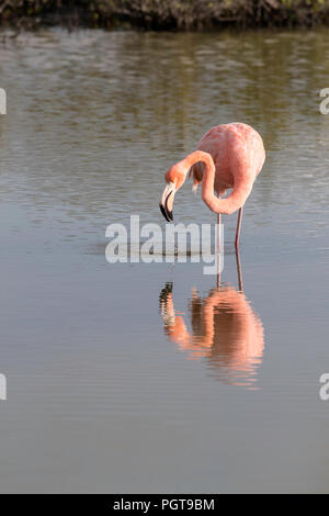 Flamant rose, Phoenicopterus ruber, d'alimentation en eau salée, lagon de l'Île Floreana, Galapagos, Equateur. Banque D'Images