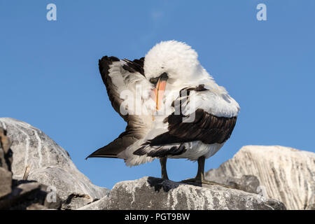 Nazca booby Sula, adultes granti, lissage à Punta Suarez, Isla Espanola, Galapagos, Equateur. Banque D'Images