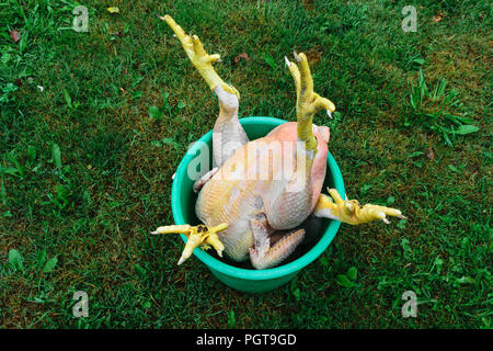 Les carcasses de poulets avec deux griffes jaunes placés dans la benne verte on Green grass Banque D'Images