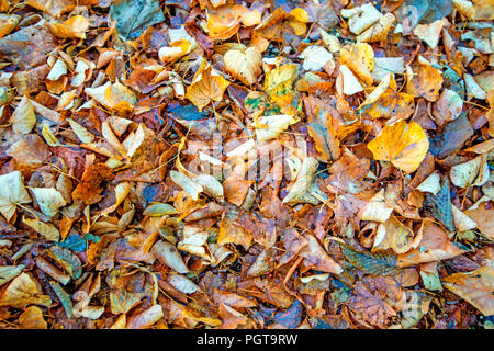 Feuilles à l'automne, format de remplissage Banque D'Images