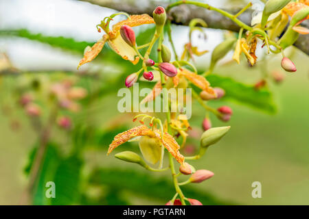 Gros plan de fleurs de tamarinier (Tamarindus indica) Banque D'Images