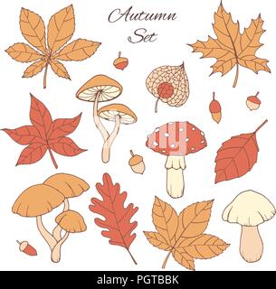 Hand drawn vector set d'automne avec le chêne, peuplier, hêtre, érable, de trembles et de feuilles de marronnier, des champignons, des glands et physalis isolé sur le bac blanc Illustration de Vecteur
