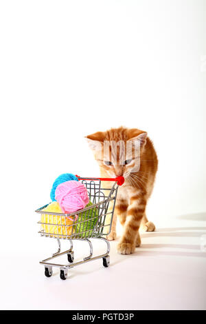 Le gingembre mackerel tabby chat jouant avec de la laine de balles dans un panier
