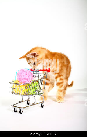 Le gingembre mackerel tabby chat jouant avec de la laine de balles dans un panier