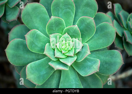 Un vert-bleu succulent avec une frontière rosâtre autour des bords du feuillage, close-up, les détails et la texture Banque D'Images