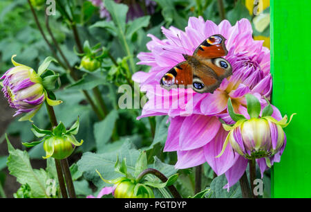 Butterfly peacock eye s'asseoir sur une fleur d'aster asteraceae dahlia cultorum grade sweet dreamslilac,ombre wings sont complètement ouverts,fleur est en pleine floraison Banque D'Images