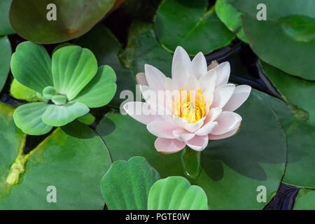 Blanc et rose avec un cœur de lotus jaune entourée de plantes aquatiques dans l'eau, le soleil illumine l'usine, une belle fleur en été, Banque D'Images