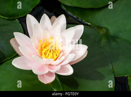 Blanc et rose avec un cœur de lotus jaune entourée de plantes aquatiques dans l'eau, le soleil illumine l'usine, une belle fleur en été, Banque D'Images