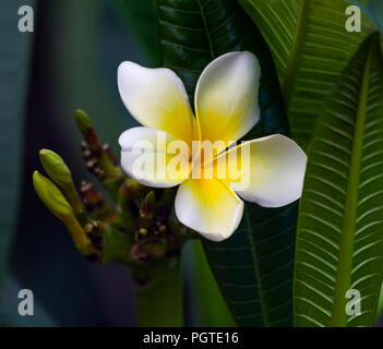 Plumeria rubra, une fleur de frangipanier blanc avec centre jaune entourée de feuillage vert foncé d'une plante poussant dans un jardin naturel, Banque D'Images