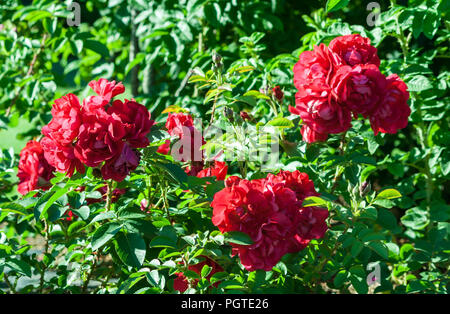 Hansaland rose vert avec trois grandes bush roses rouges en fleurs, le soleil illumine la plante, pousse dans le jardin Banque D'Images