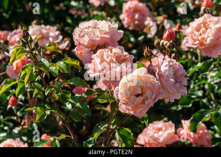 Rose Marie Curie belle forme, avec des pétales ondulés et brucelles de pétales, rose pétales extérieurs, et d'abricot-centre de couleur, la croissance dans le jardin, Banque D'Images