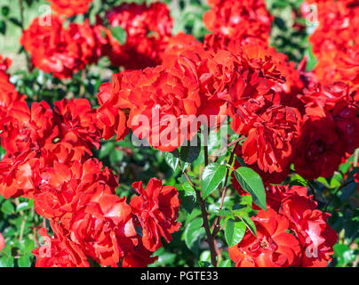 La rose, fleurs de fulda domstadt les roses sont rouge foncé avec des traînées blanches, très lumineux, avec un petit buisson avec beau feuillage brillant vert foncé, Banque D'Images