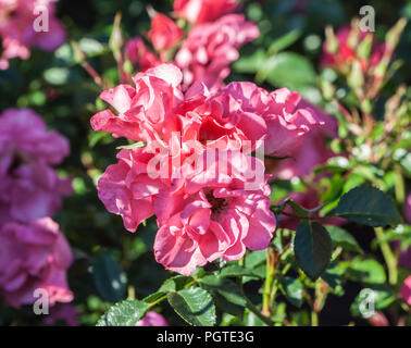 L'UNICEF a augmenté le cluster sur la branche de fleurs avec des fleurs rose saumon double, l'usine est éclairé par le soleil, pousse dans le jardin, lumière du jour, Banque D'Images