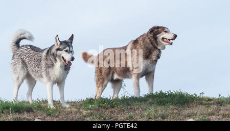 Deux chiens adultes Alaskan Malamute husky de Sibérie et aller contre le ciel bleu, le sol et l'herbe sous le pied, des chiens Banque D'Images