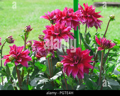 Asteraceae dahlia cultorum Babylone grandes fleurs mauve asters avec bandes blanchâtres sur les pointes des pétales de fleurs contre l'arrière-plan Banque D'Images