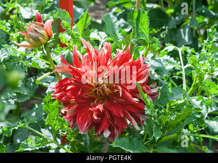 Asteraceae dahlia cultorum orange-rouge asters fleurs en fleurs et bourgeons sur fond de feuillage vert, une fleur,belle plante, automne Banque D'Images