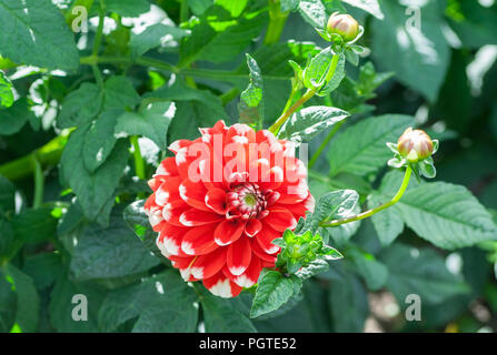 Asteraceae dahlia cultorum grade bahama rouge vif rouge arrondi avec les pointes blanches des pétales grandes fleurs aster en fleurs et bourgeons Banque D'Images