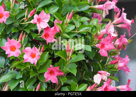 Apocynaceae mandevilla sanderi rosea, magnifiques fleurs roses sous forme de bluebells avec un cœur orange et fines boutons de plante sur un arrière-plan Banque D'Images