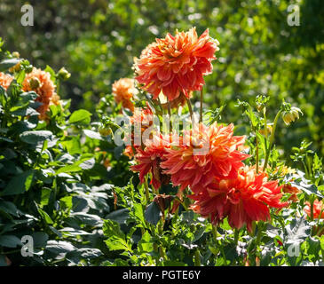 Asteraceae dahlia cultorum grade gladiator, de couleur rouge-orange-jaune des nuances, beaucoup de fleurs, feuillage vert brillant, la lumière du soleil, de plus en plus naturellement Banque D'Images