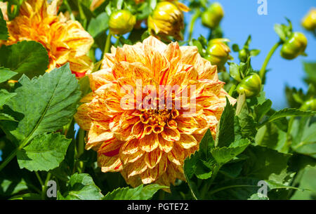 Asteraceae dahlia cultorum grade élie mason orange-rouge une grande fleur asters en fleurs et bourgeons sur fond de feuillage vert et bleu Banque D'Images