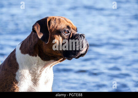 La race de chien est un boxeur allemand homme assis sur un fond d'eau bleue avec de petites vagues, à la recherche d'attention à l'écart, le chien sauveteur, watchfully Banque D'Images