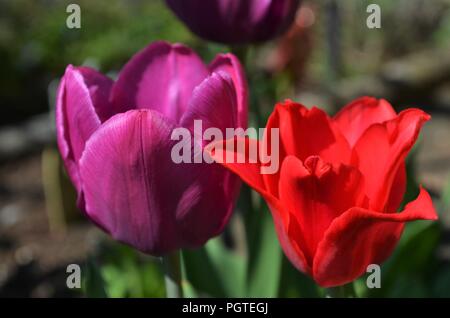 Tulipes rouge et violet dans un jardin au printemps, avec du soleil Banque D'Images