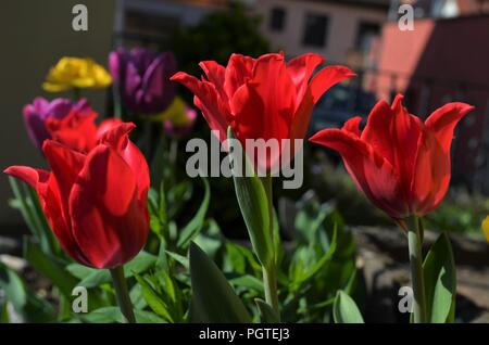 Tulipes colorées dans un jardin au printemps Banque D'Images